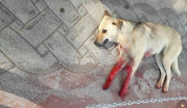 Bir köpek vahşeti daha! Kurtarılamadı