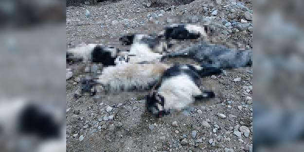 Bir köyün 'kurt' korkusu! 18 keçiyi parçalayarak öldürdüler