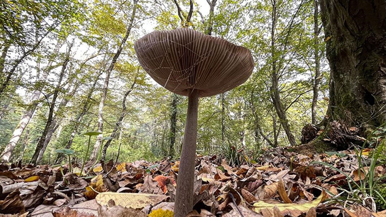 Bir lokması karaciğeri çökertiyor! Görüntüsüne aldanan hayatını riske atıyor