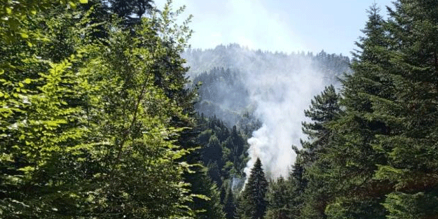 Bir orman yangını daha