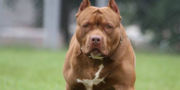 Bir pitbull dehşeti daha! Gözaltılar var