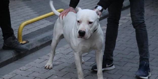 Kavga ettiği adamın üzerine pitbull cinsi köpeğini saldı!