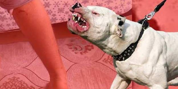 Bir pitbull dehşeti daha! Sahibi 'Tut' dedi