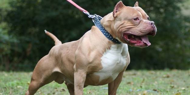 Bir pitbull saldırısı daha! Hastaneye kaldırıldı