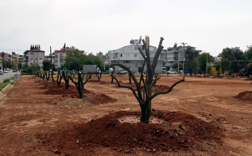 Bir portakal bahçesi de Mehmet Akif Ersoy mahallesine 