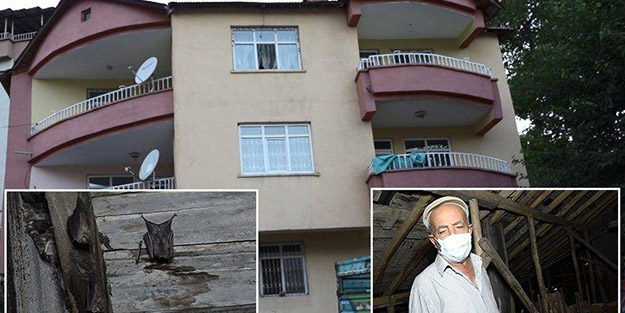 Bir şehrimizi yarasalar bastı! 'Koronavirüs bulaştırma tehlikesi var'