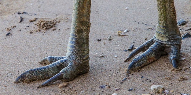 Bir tabur Amerikan askerini öldürdü