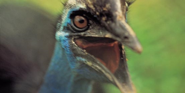Bir tabur askeri öldüren kuş: Cassowary