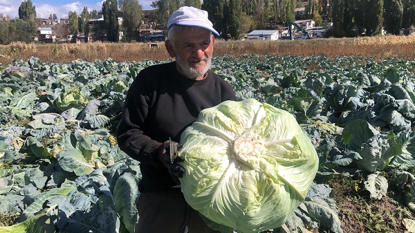 Bir tanesi 30 kilo! 50 senedir yetiştiriyor