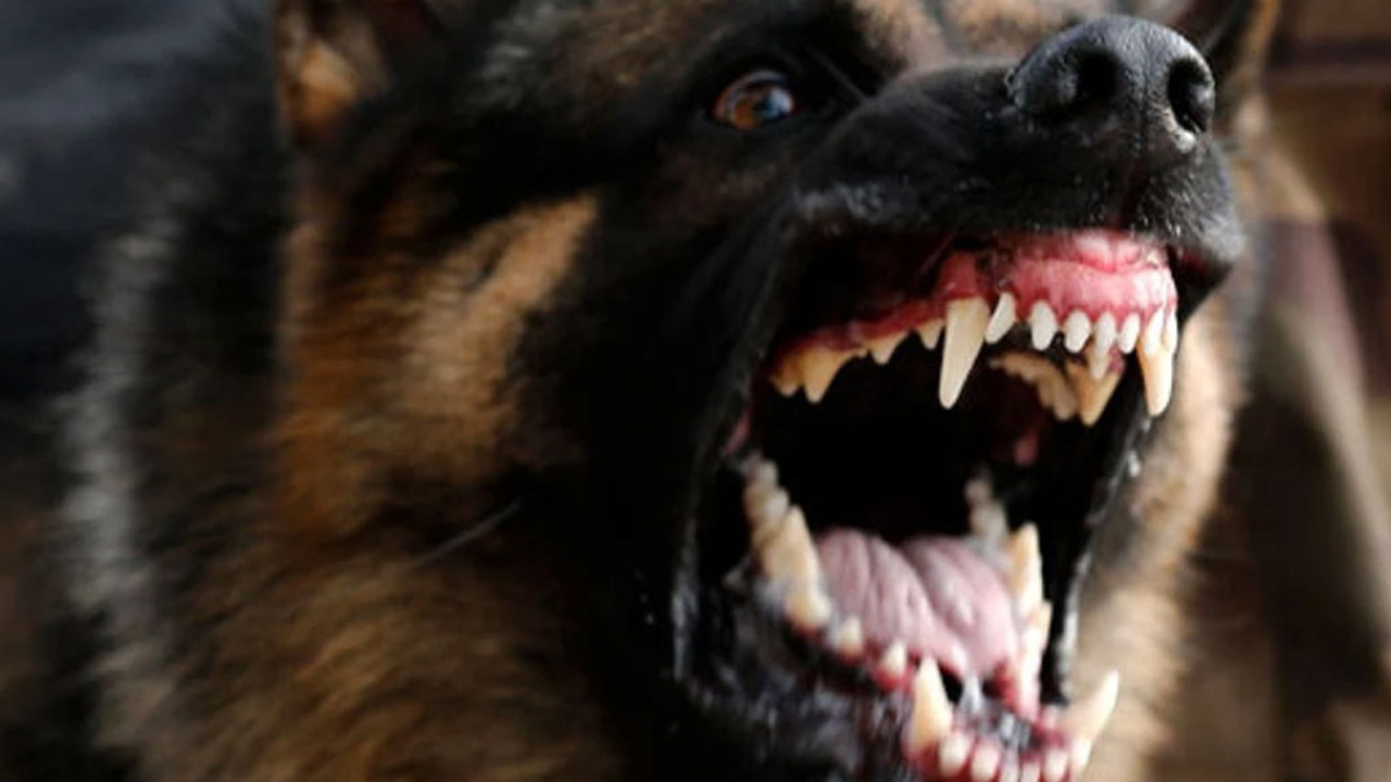 Bir Tek Çocuk Öleceğine 1000 Köpek Ölsün!