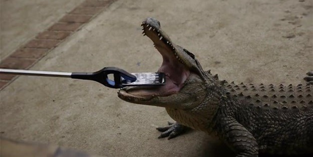 Bir timsah iPhone 7'yi ısırırsa ne olur?