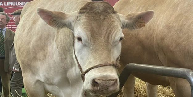 Bir tonluk inek rekor fiyattan alıcı buldu!