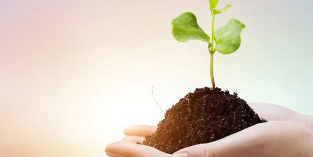 Bir trilyon ağaç için harekete geçiren ekolojist şaşırttı: Ağaç dikmeyi bırakın