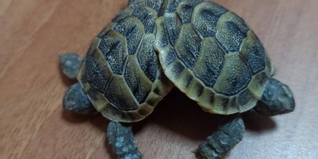 Bir turist, Pamukkale travertenlerinde bulundu! Yetkililere haber verdi