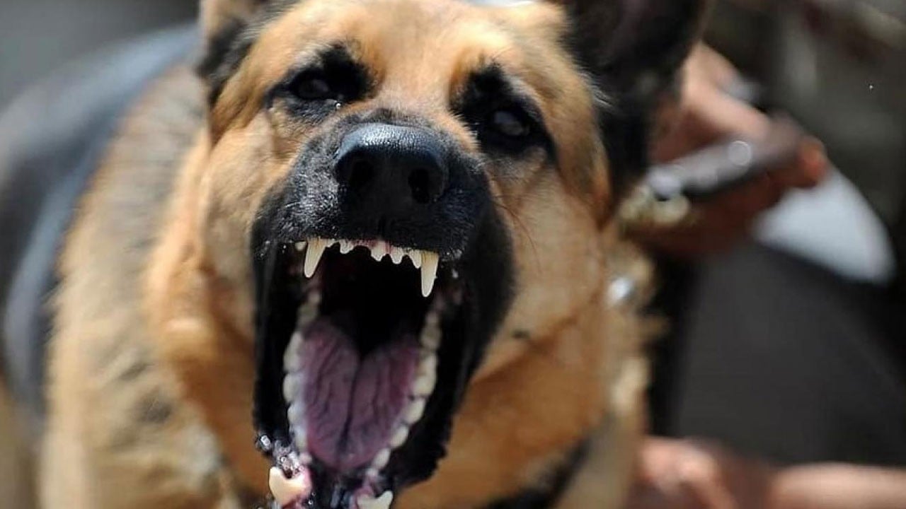 Bir türlü bitmiyor! 1,5 yaşındaki çocuğa sokak köpeği saldırdı