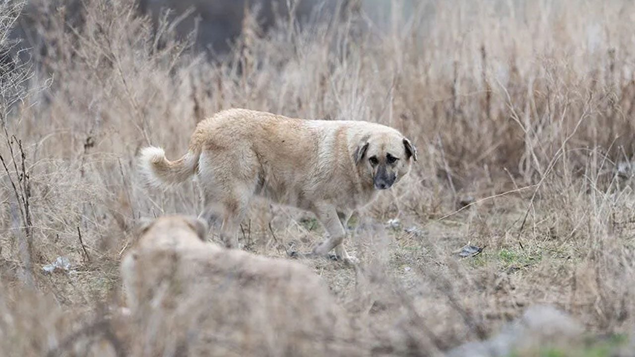 Bir türlü bitmiyor! Sokak köpeği 7 yaşındaki çocuğa saldırdı