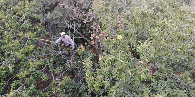 Bir türlü çare bulunamıyor! Kestane üretiminde büyük tehlike