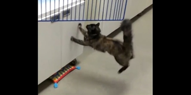 Bir türlü zıplayamayan kedi - VIDEO