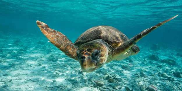 Bir ülke bu saçmalığı konuşuyor: Kaplumbağa yiyen çocuklar öldü, yaşlılar hastanelik oldu