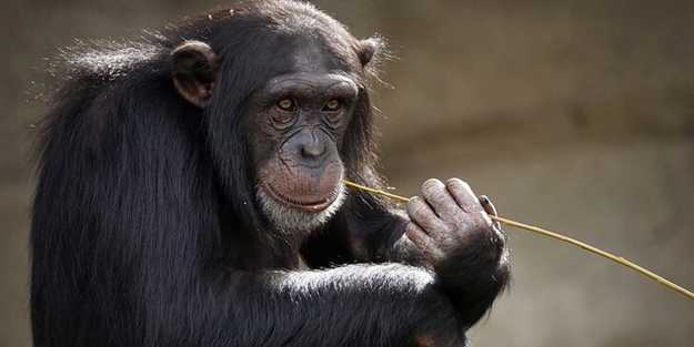 Bir ülke maymunlar için referanduma gidiyor