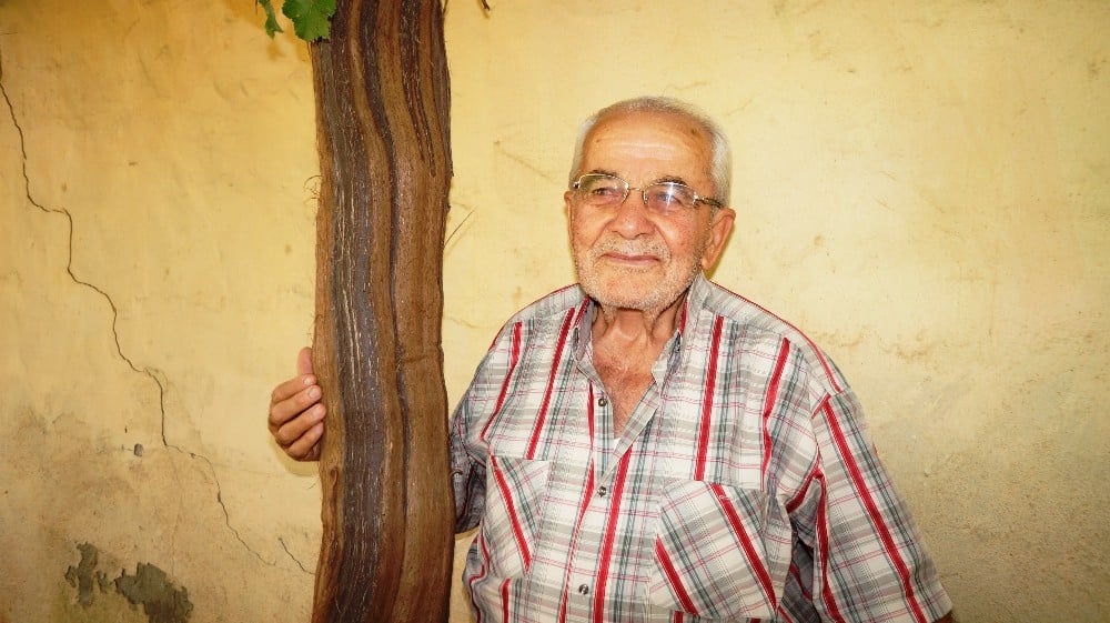 Bir üzüm asmasından bir tondan fazla üzüm alıyor 