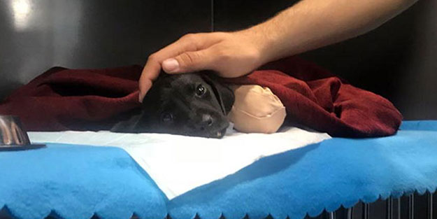 Bir vahşet daha! Henüz daha yavru köpeğin şokunu atlatamamışken...
