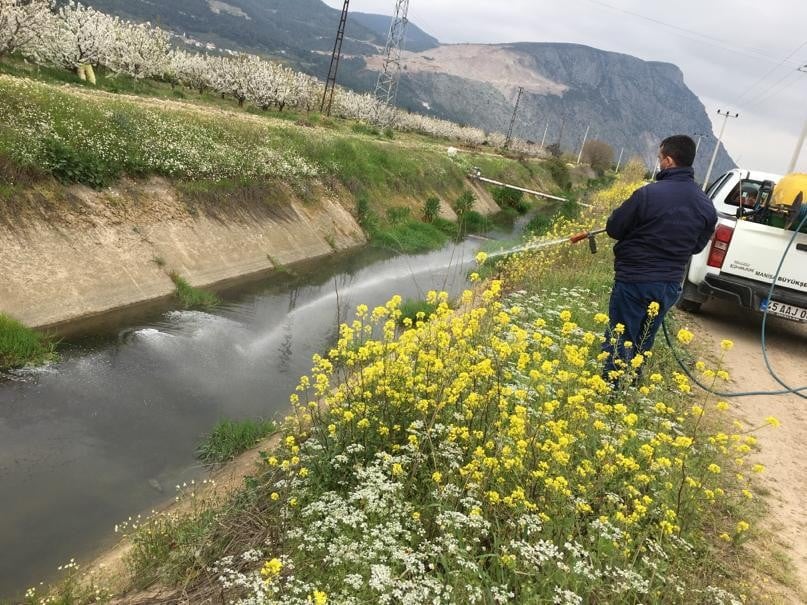 Bir yandan korona virüsle bir yandan haşereyle mücadele 