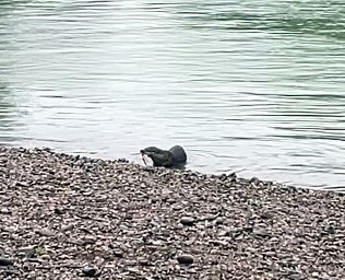 Bir yıl aradan sonra! Önce avlandı, sonra avını yedi! Amatör kameralara yakalandı