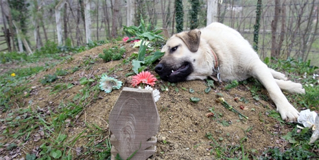 Bir yıl önce ölen sahibini unutamıyor!