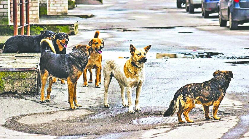 Bir yılda köpek terörüne 33 can verdik!