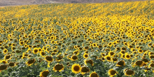 Bir zamanlar zam üstüne zam geliyordu! Ayçiçeğinde büyük müjde