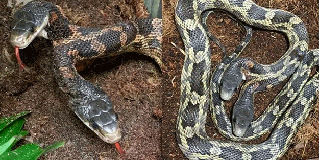 Biraz tefekkür... İki başlı yılanın inanılmaz yaşam mücadelesi!