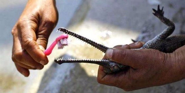 Birbirinden ilginç görüntüler - FOTO