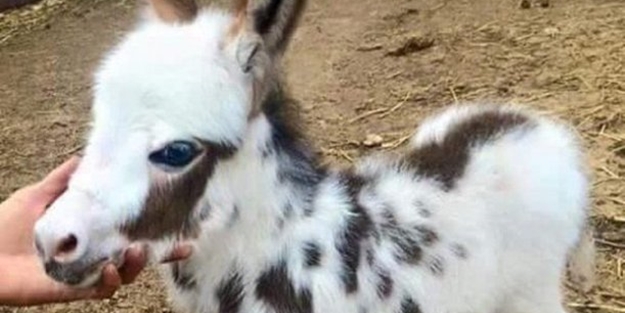 Birbirinden sevimli eşek sıpaları