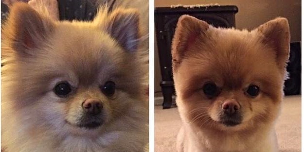 Birbirinden sevimli köpeklerin tıraş öncesi ve sonrası halleri