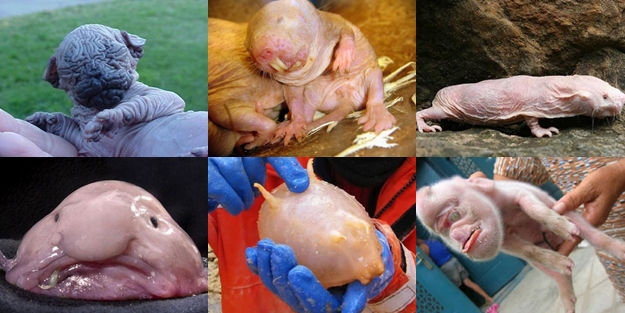 Birbirinden tuhaf hayvanlar - FOTO