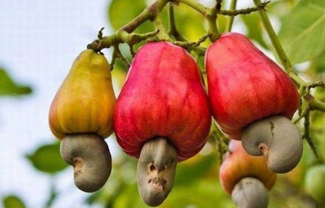 Birbirinden tuhaf sebze ve meyveler...