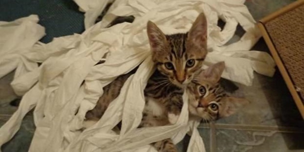 Birbirinden yaramaz sevimli hayvanlar