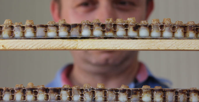 Birçok derde deva! Kilosu ise 4 bin TL