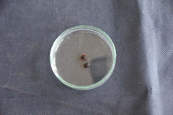 Birçok kişinin korkulu rüyası | İşte tehlikeli kenelerin en çok görüldüğü iller