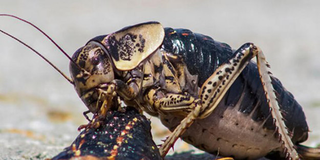 Birçok ülkeyi istila etmişlerdi! Çekirgelerin beyinlerini açıp bakın ne yerleştirdiler