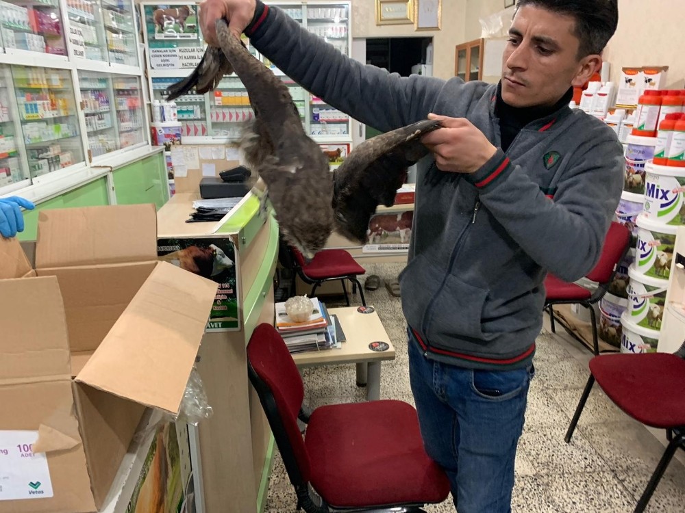 Birecik’te yaralı şahin tedavi altına alındı 