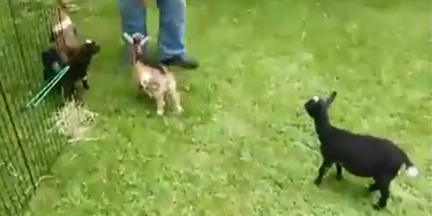 Biri bu keçiyi durdursun!... /VİDEO