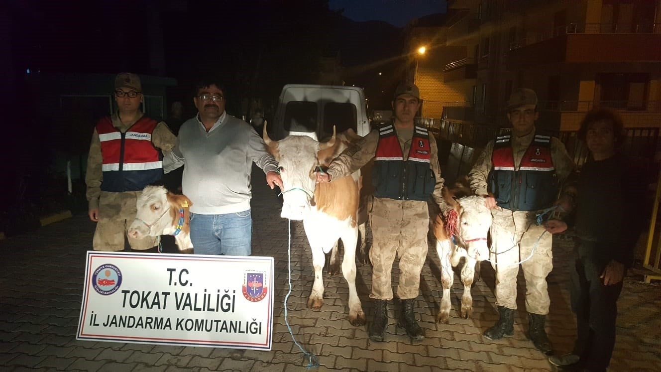 Biri menfezde, öbürü köprü altında yakalandı! 'Büyükbaş' hırsızlarına gözaltı
