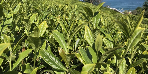 Birinci sürgün yaş çay hasadı başladı