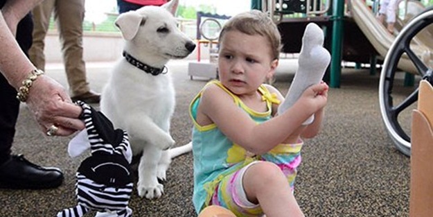 Birinin bacağı, birinin patisi yok