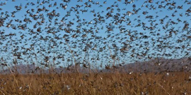Birkaç ülke değil kıta tehlikede! İstila ettiler