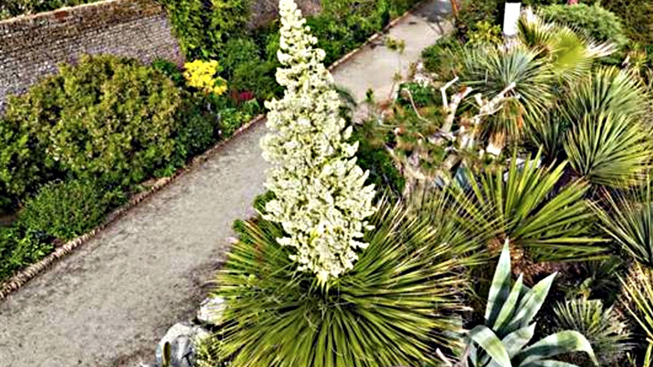 Birleşik Krallık'a en iyi örnek olmuştu! Egzotik bitki 15 yıl ilk kez sonra çiçek açtı...