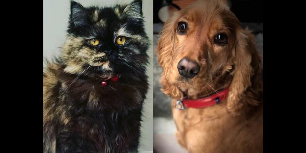 Birleşik Krallık’ta kedi ve köpek satışı yasaklanıyor
