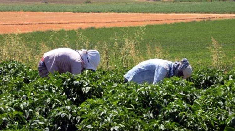 Bismil Belediyesi'nden 'toprak reformu' gibi uygulama